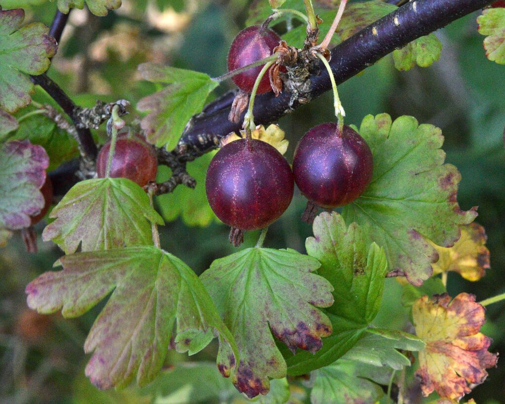 Rode kruisbes doornloos