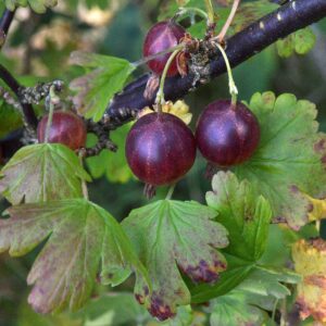 Rode kruisbes doornloos