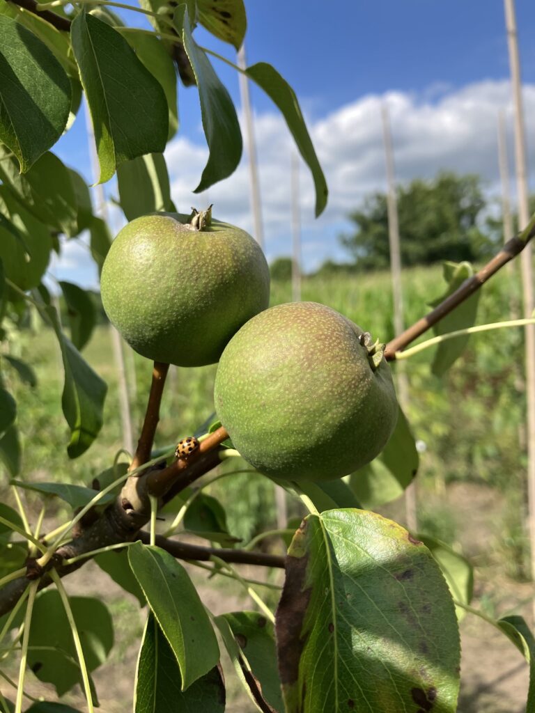 Winterbergamot
