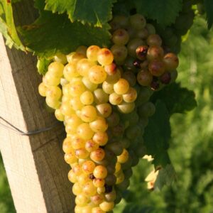 Witte muscaat druif