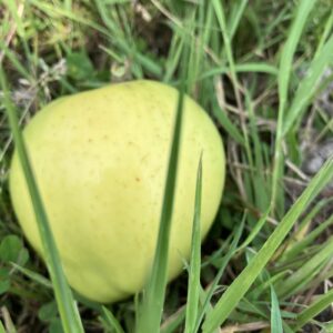 Yellow Transparant