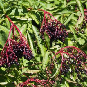Zwarte vlier