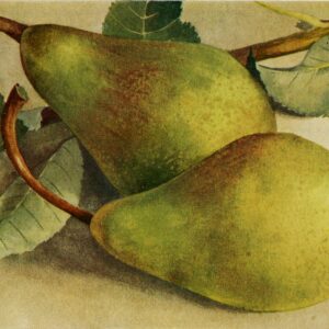 Peer (Besi van Schonauwen)