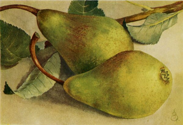 Peer (Besi van Schonauwen)