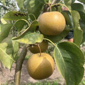 Bijzondere peer (Chojuro)