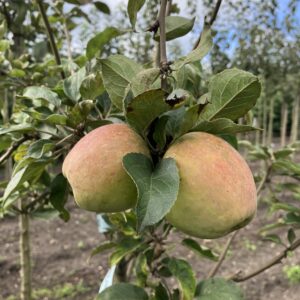 Appel (Driebergse zure)