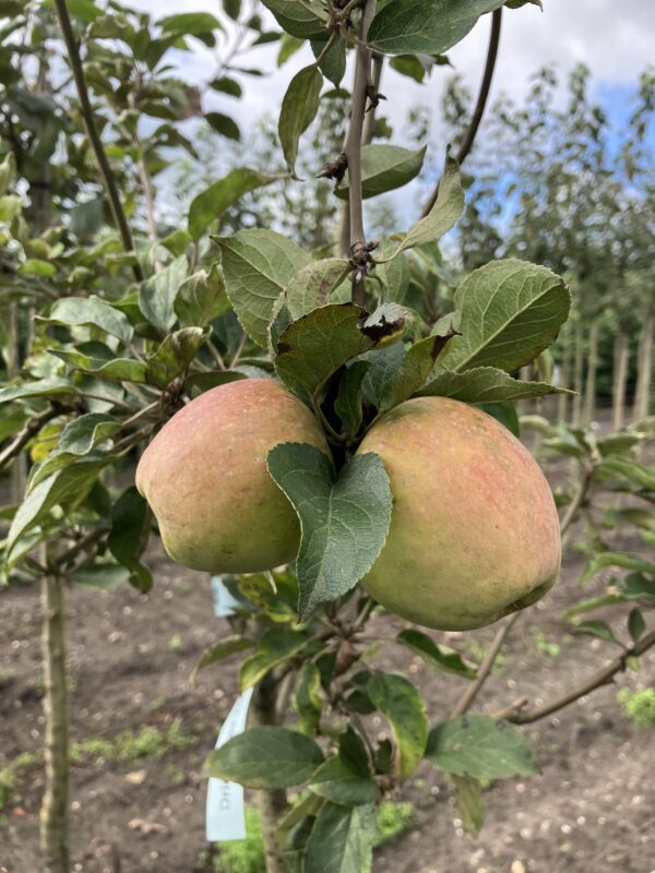 Appel (Driebergse zure)