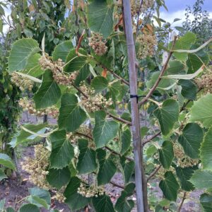 Loof (Gewimperde linde)