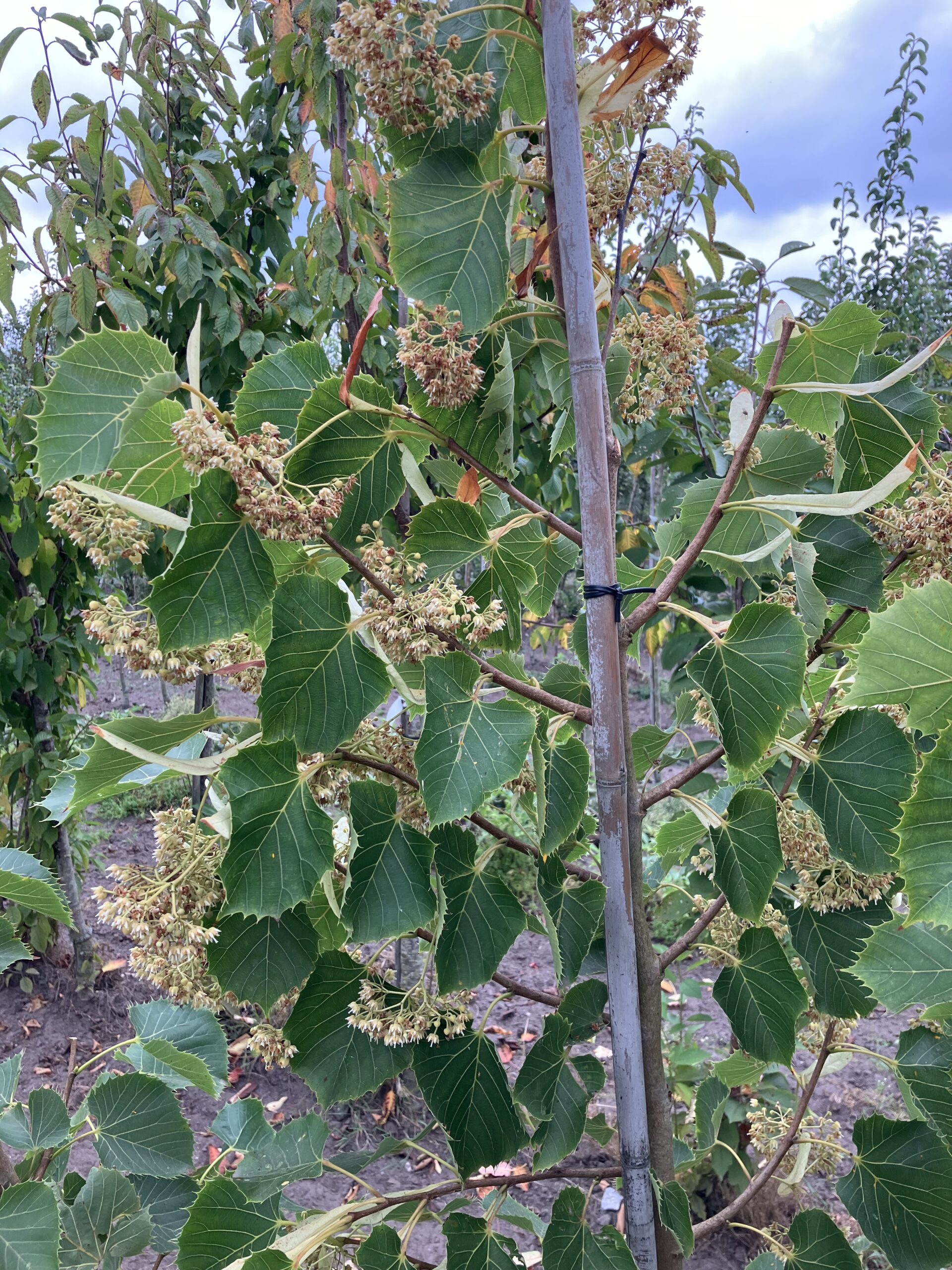 Loof (Gewimperde linde)