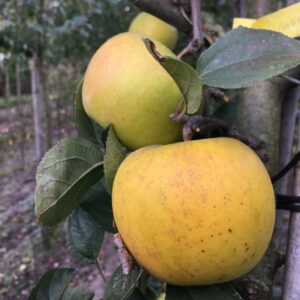 Appel (Golden pippin)