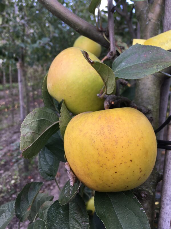 Appel (Golden pippin)