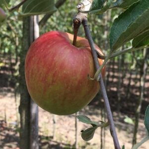 Appel (Karmijn de Sonnaville)