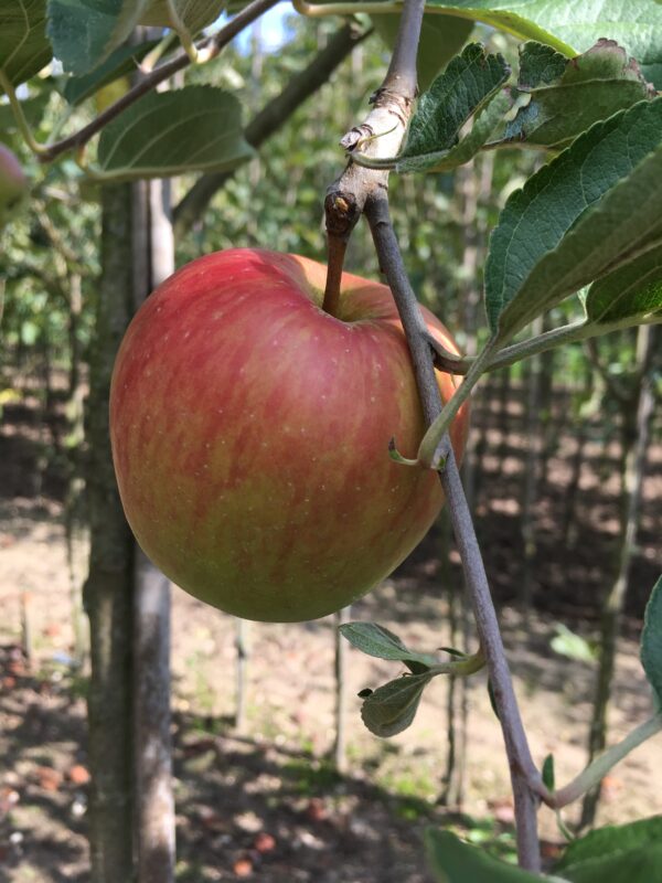 Appel (Karmijn de Sonnaville)