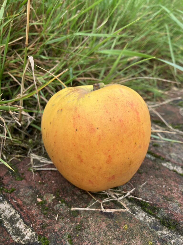Laxton's Superb