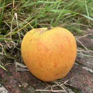 Appel (Laxton's Superb)