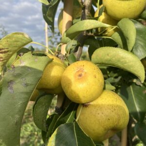 Bijzondere peer (Nijiseiki)