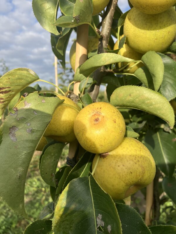 Bijzondere peer (Nijiseiki)