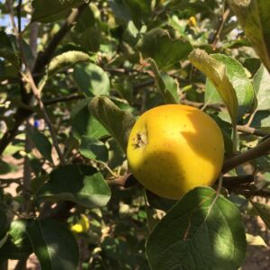 Pitt Maston Pine Apple