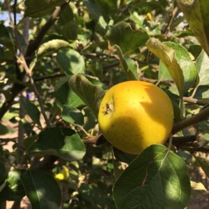 Appel (Pitt Maston Pine Apple)