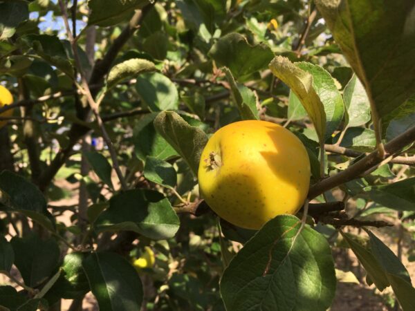 Appel (Pitt Maston Pine Apple)