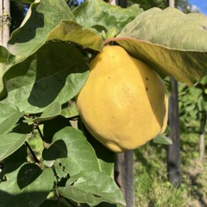 Bijzondere peer (Rea's Mammoth)