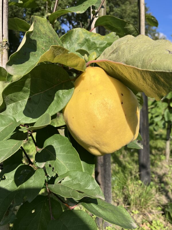 Bijzondere peer (Rea's Mammoth)