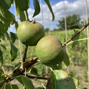 Bijzondere peer (Shipova)