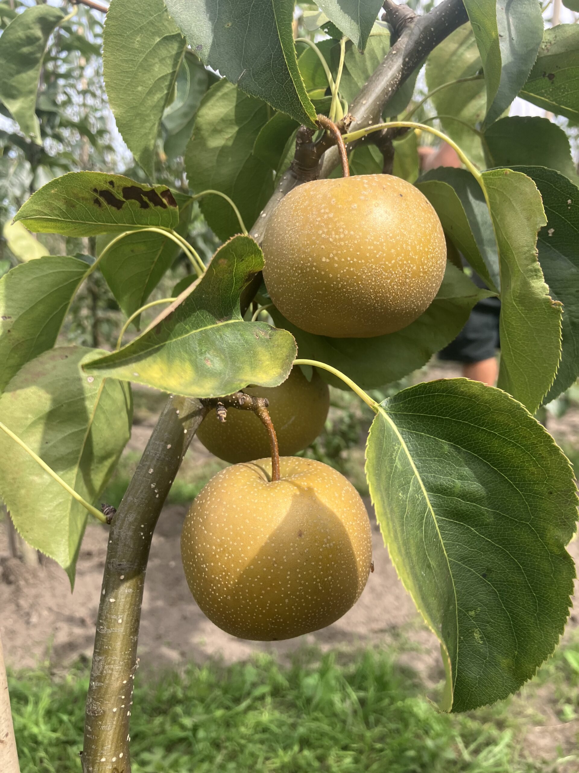 Bijzondere peer (Tama)