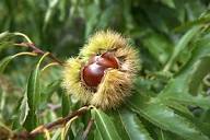 Loof (Tamme kastanje)