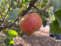 Appel (Twenty Ounce)