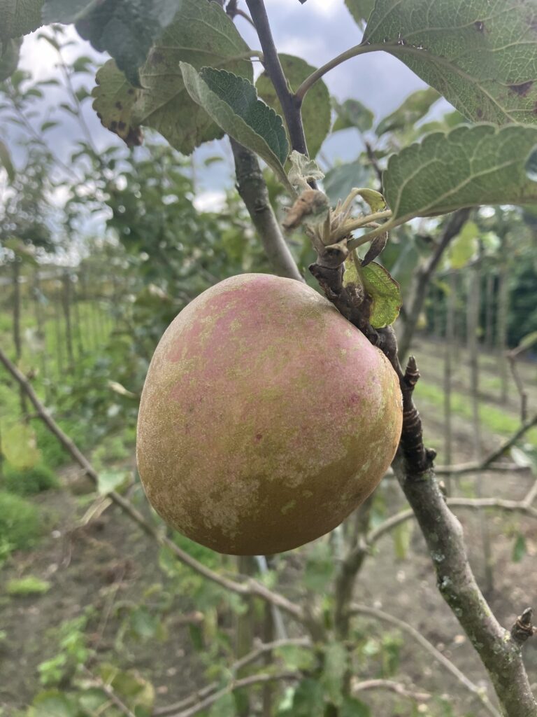 Zoete Grauwe Holaart