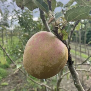 Appel (Zoete Grauwe Holaart)