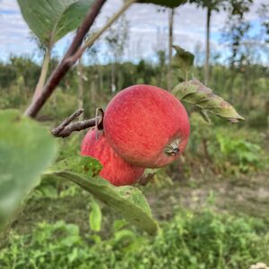 Appel (Zomer Sijden Hempje)