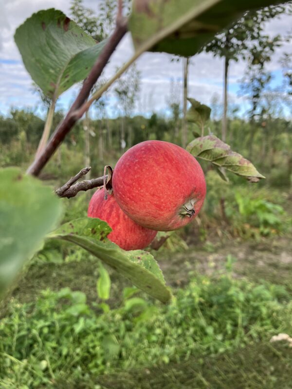 Appel (Zomer Sijden Hempje)