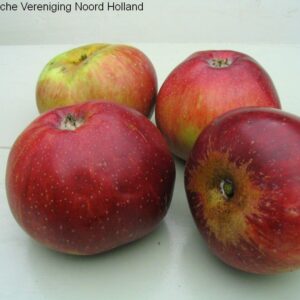 Appel (Koningin Emma)