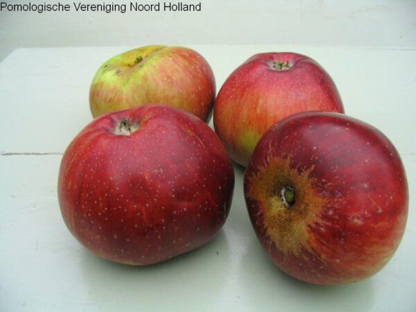 Appel (Koningin Emma)